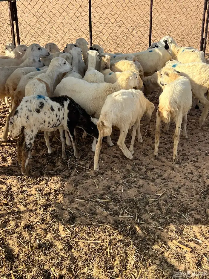 رخال رفيدي 2