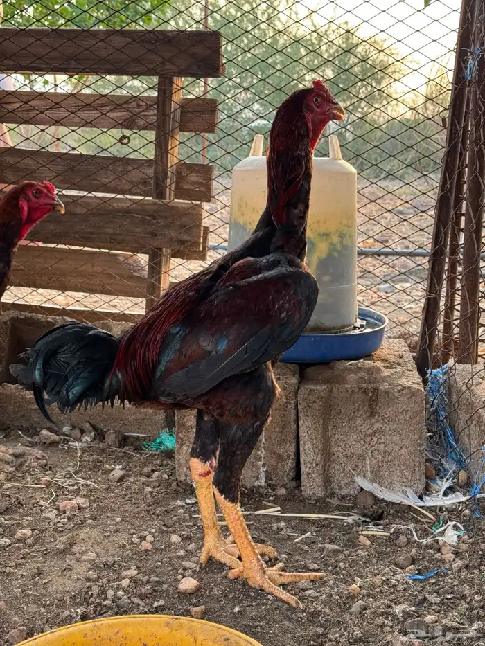 ديك باكستاني 3