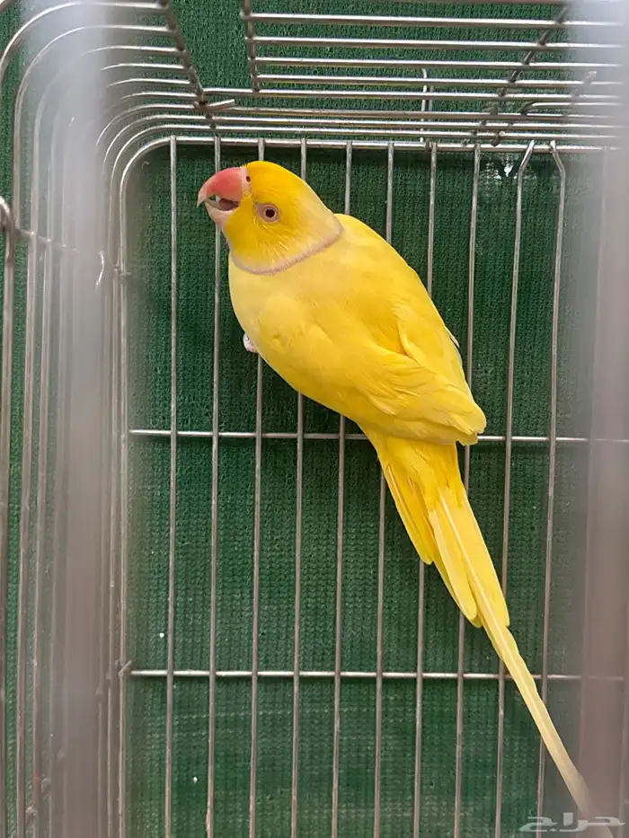 ذكر دره لاتينو 3