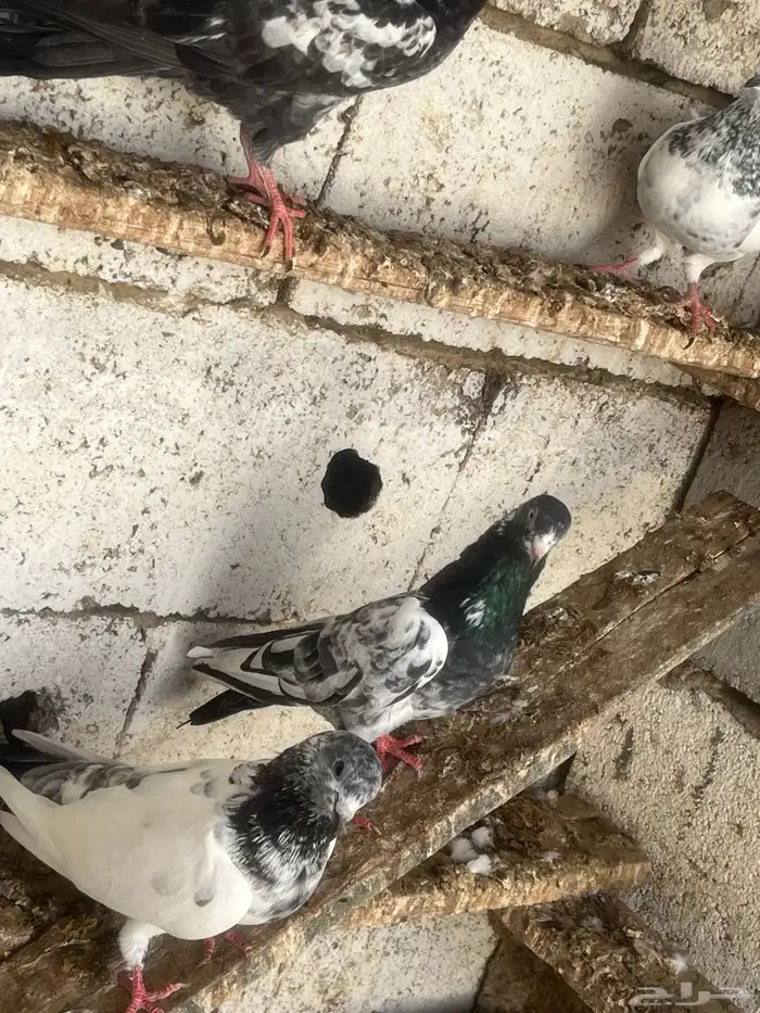 حمام باكستاني 7
