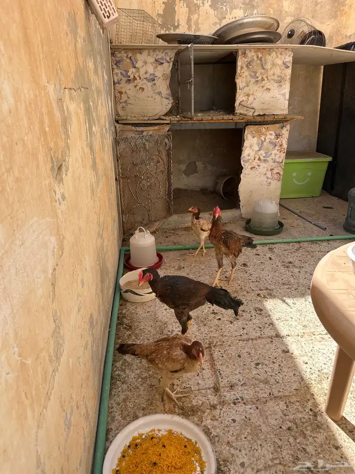 شامو ياباني 2