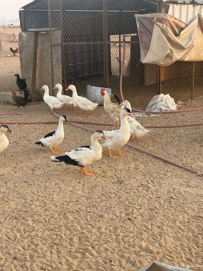 دجاج حمام وز عراقي بط 9