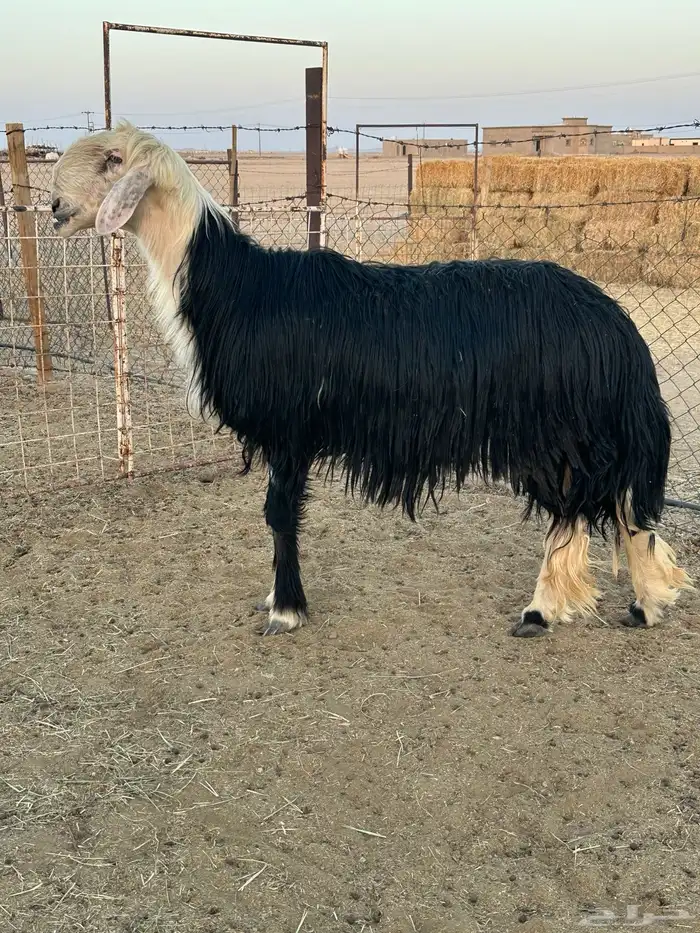 خروف نجدي فحل 0