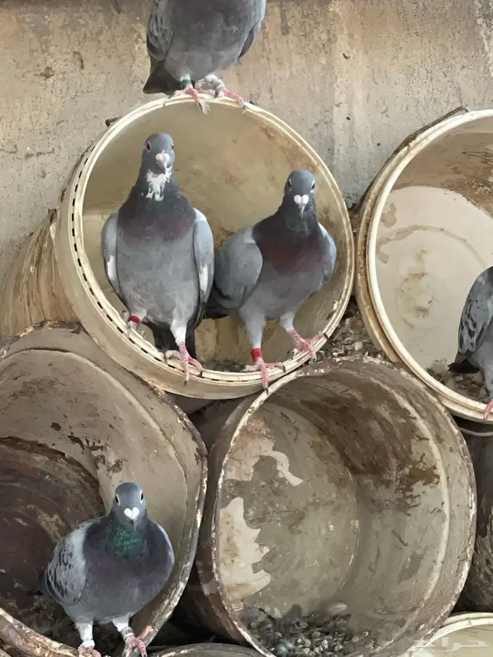 حمام زاجل 1