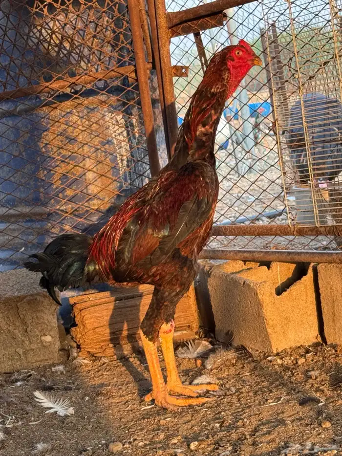 ديك باكستاني 1