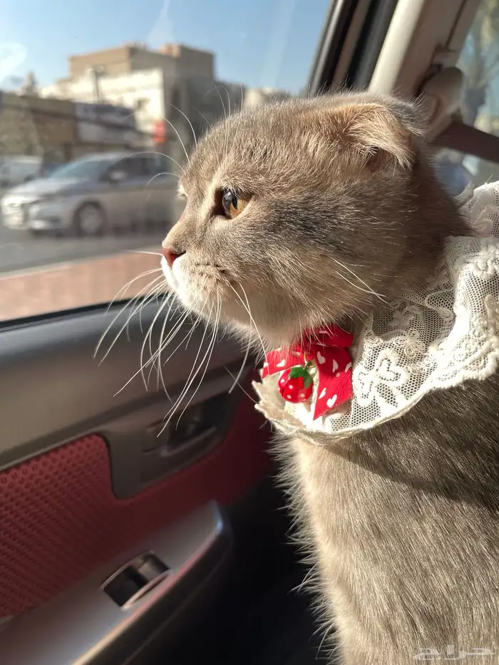 قط سكوتش بالدمام 0