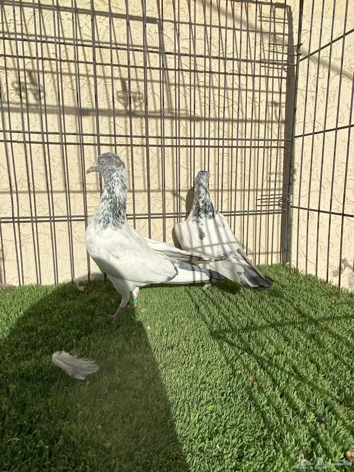 جوز سهران بوري 0