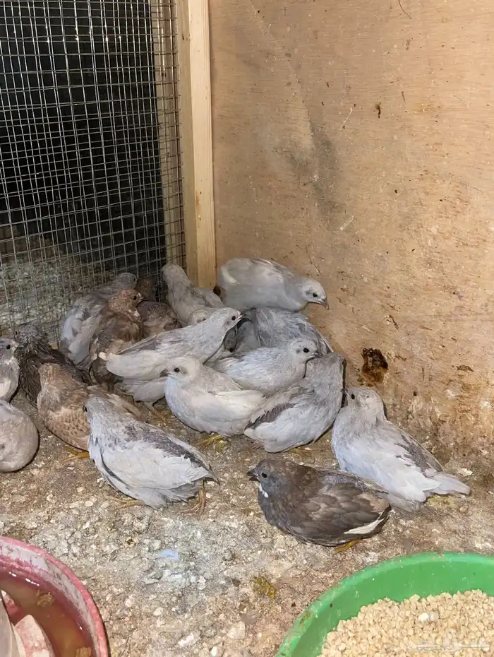 سمان صيني او ملكي 0