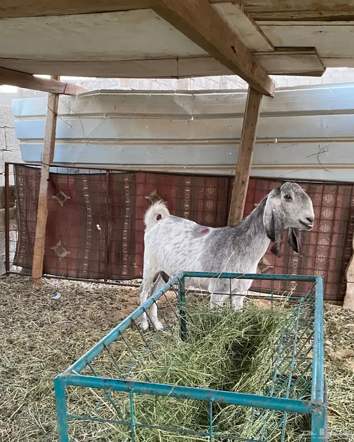 عنز مضرع 2