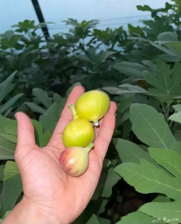 شتلات تين مثمرة Fig Trees 0