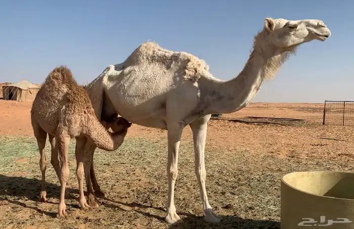 عشراء منتج 0