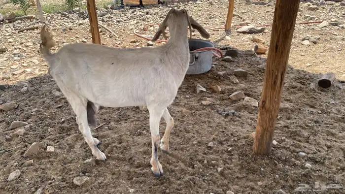 ماعز للبيع 0