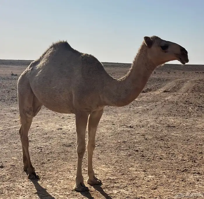 بكره مفروده 3
