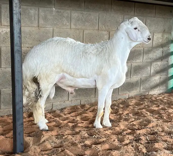 مشاريع فحول حريه طيبه والبيع سمح 2
