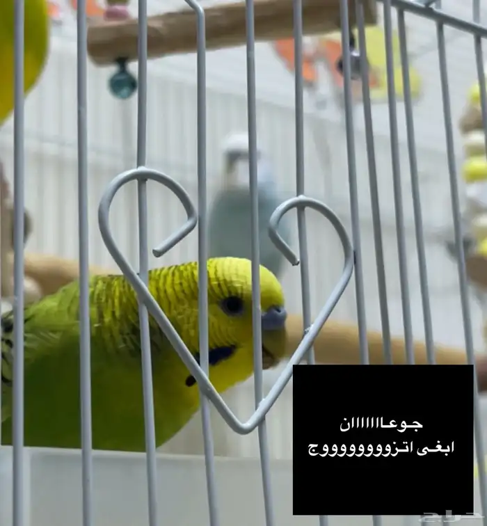 زلم وشيوخ قبيلة آل بادجي.. 5