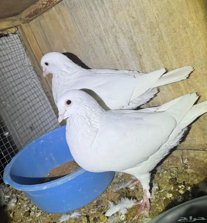 حمام فرنسي مفروز 9