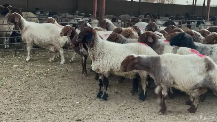 غنم نعيم مضاريع شرط 0
