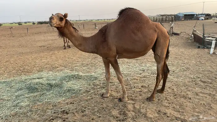 ابل 1