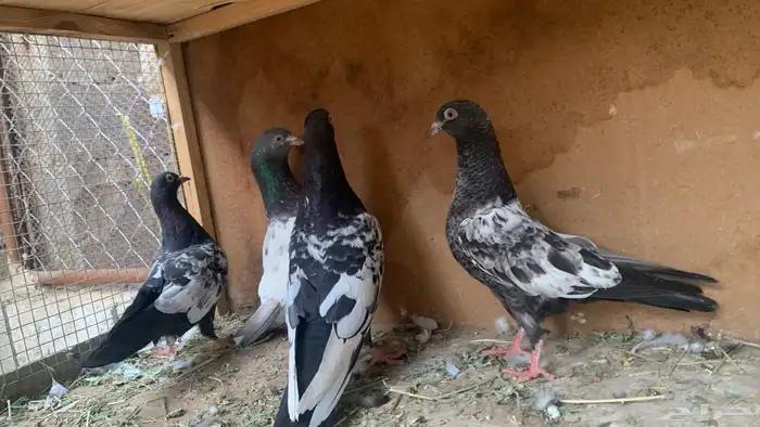 مجموعة حمام باكستاني 11