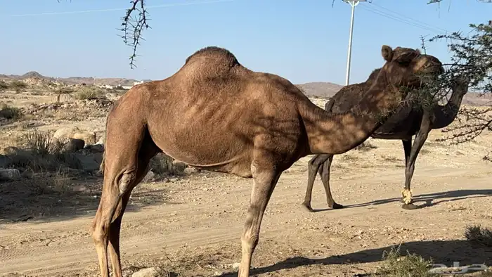 للبيع ناقه ساحليه لقحه 7