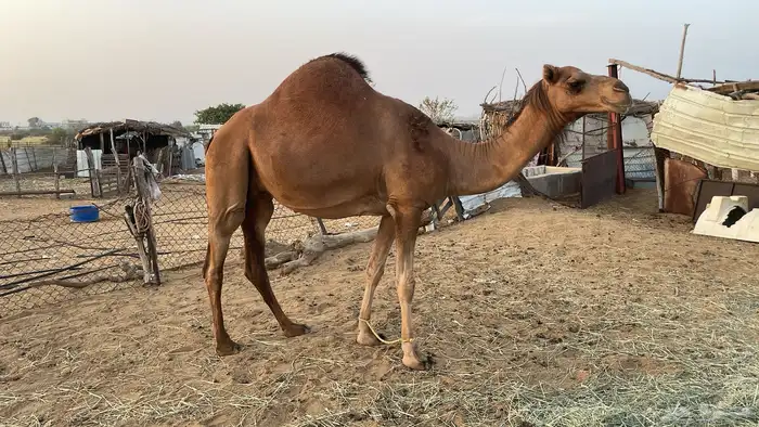 ابل 4