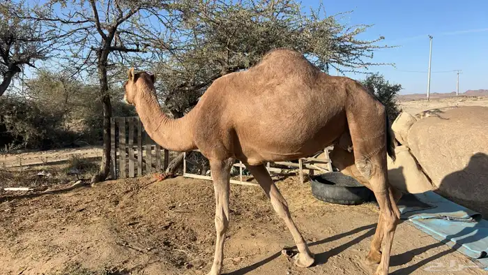 للبيع ناقه ساحليه لقحه 6