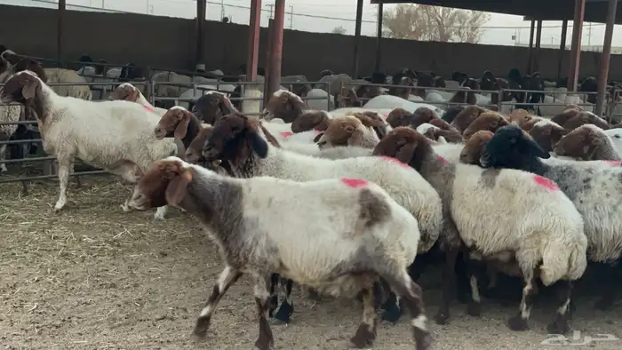 غنم نعيم مضاريع شرط 2
