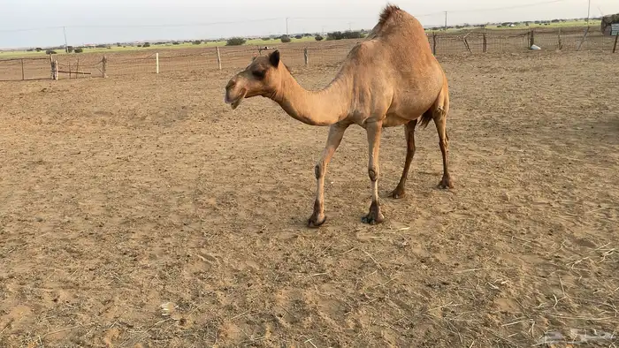 ابل 3