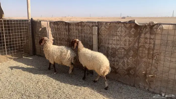 للبيع شياه نعيم 1