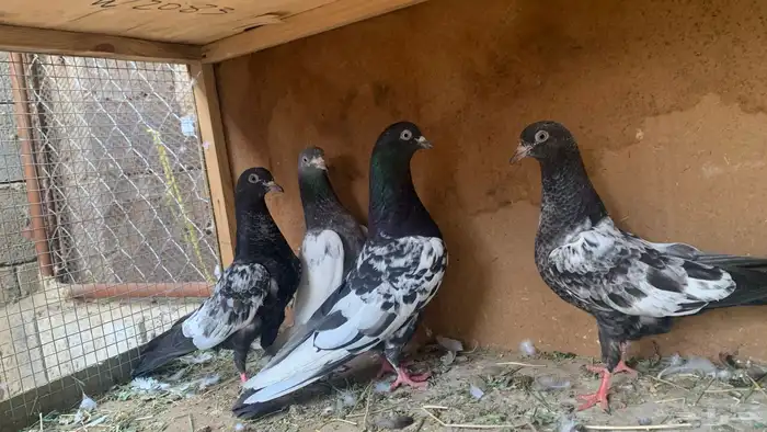 مجموعة حمام باكستاني 12