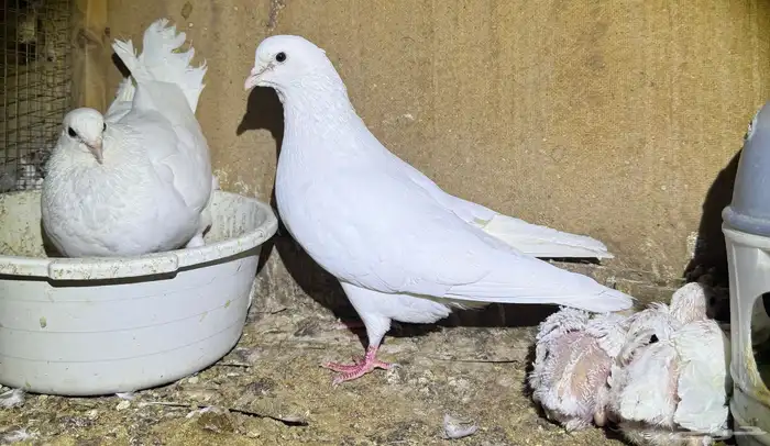 حمام فرنسي مفروز 3