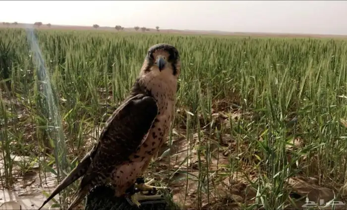 مطلوب طير 0