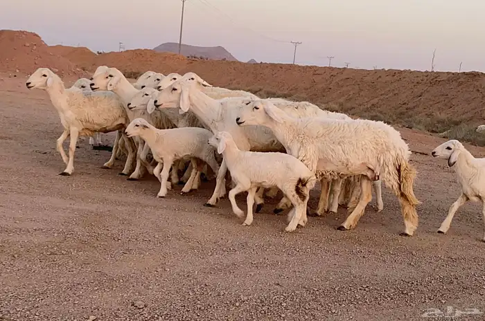 مراح حريات ولد منوة ألقاني(تم البيع) 0