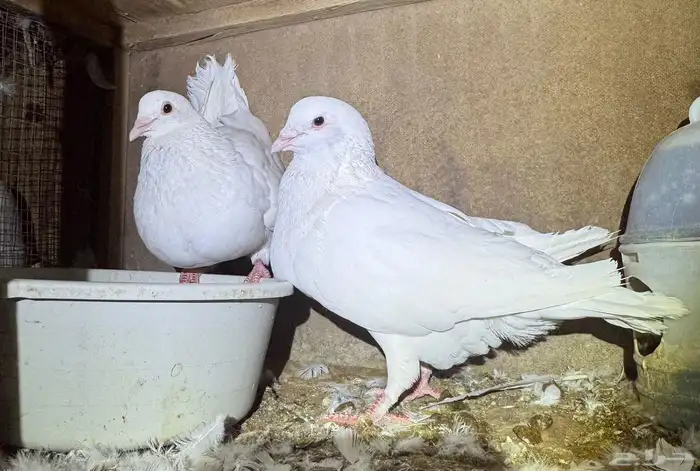 حمام فرنسي مفروز 1