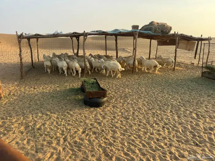 للبيع بهم نضيف العمر من 4 شهور إلى 5 2
