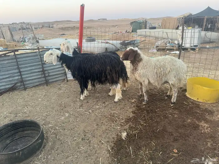شياه نجد ونعيميه دفيع سونار 1