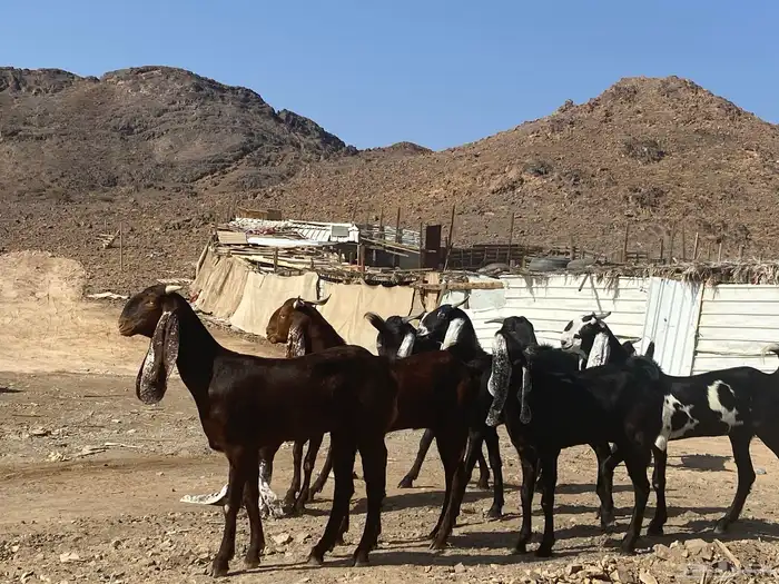 جفار مشاريك فاخرات منوت القناي 74
