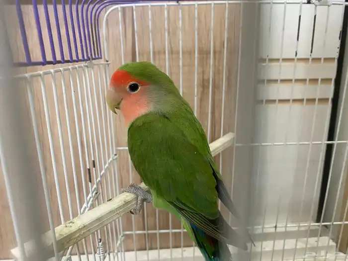 روز 3