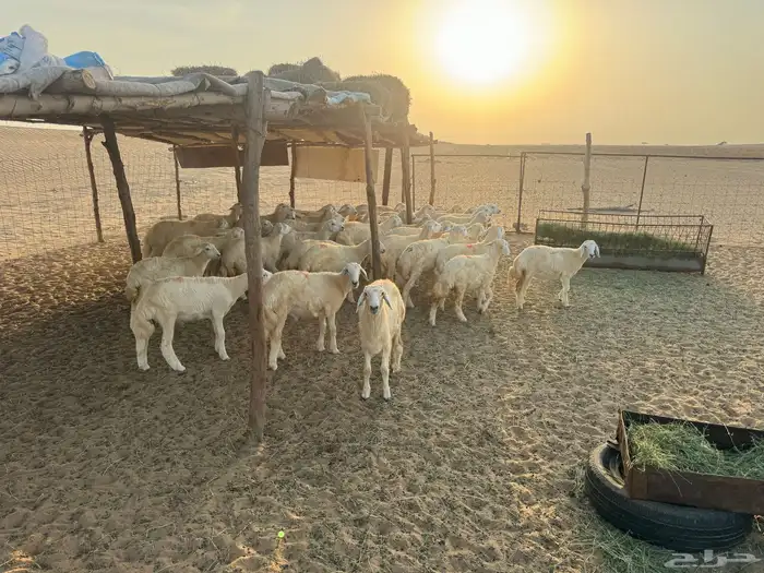 للبيع بهم نضيف العمر من 4 شهور إلى 5 4