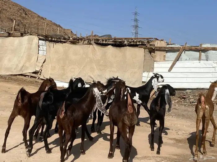 جفار مشاريك فاخرات منوت القناي 12