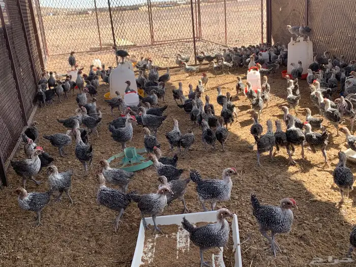 فروخ دجاج فيومي عمر شهر تقريبا 0