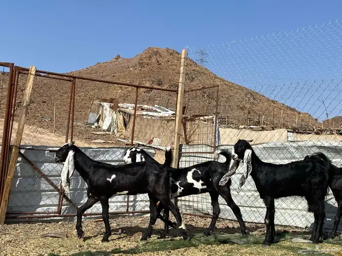 جفار مشاريك فاخرات منوت القناي 19