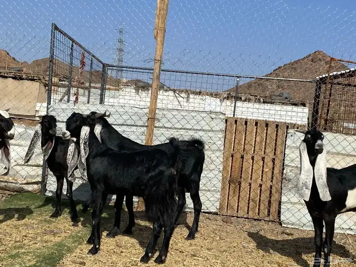 جفار مشاريك فاخرات منوت القناي 21