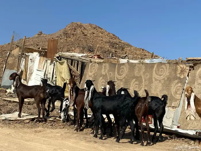 جفار مشاريك فاخرات منوت القناي 4