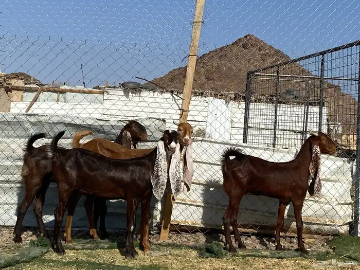 جفار مشاريك فاخرات منوت القناي 49