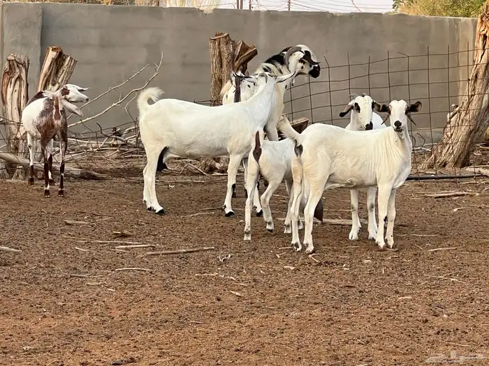 ما عز بيشية 0