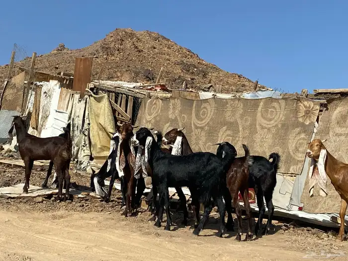 جفار مشاريك فاخرات منوت القناي 1