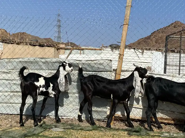 جفار مشاريك فاخرات منوت القناي 31