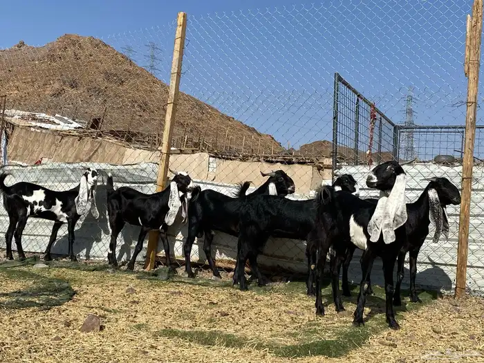 جفار مشاريك فاخرات منوت القناي 29