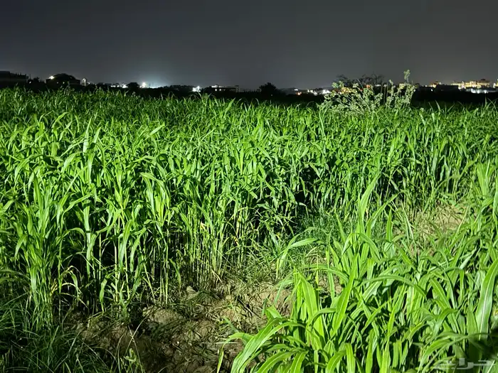 قصب أخضر للبيع 0